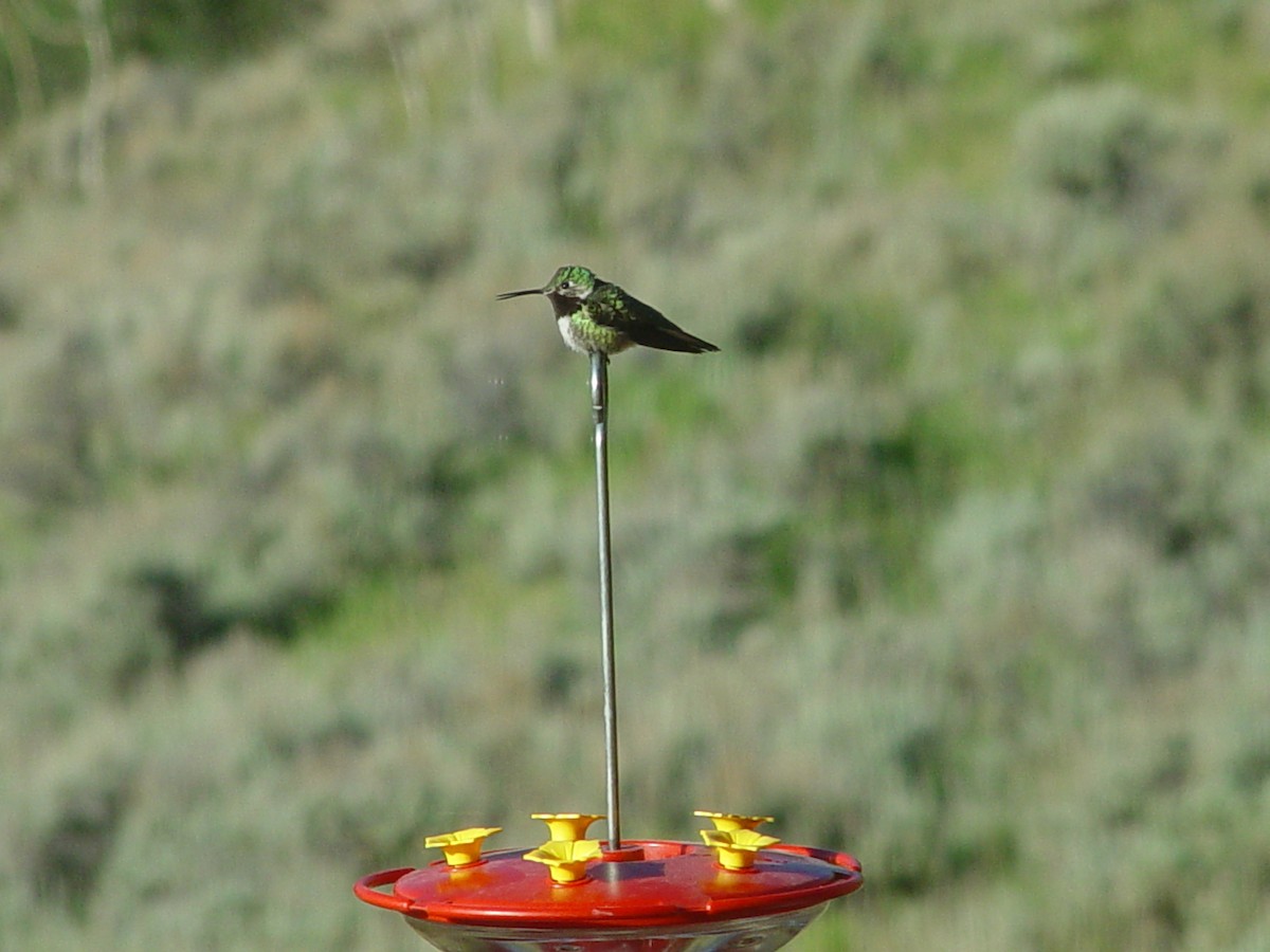 Broad-tailed Hummingbird - ML658595948