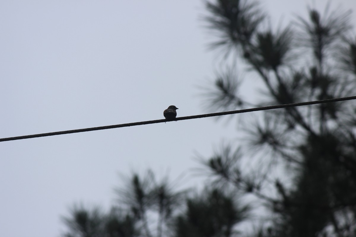 Chipping Sparrow - ML658596839