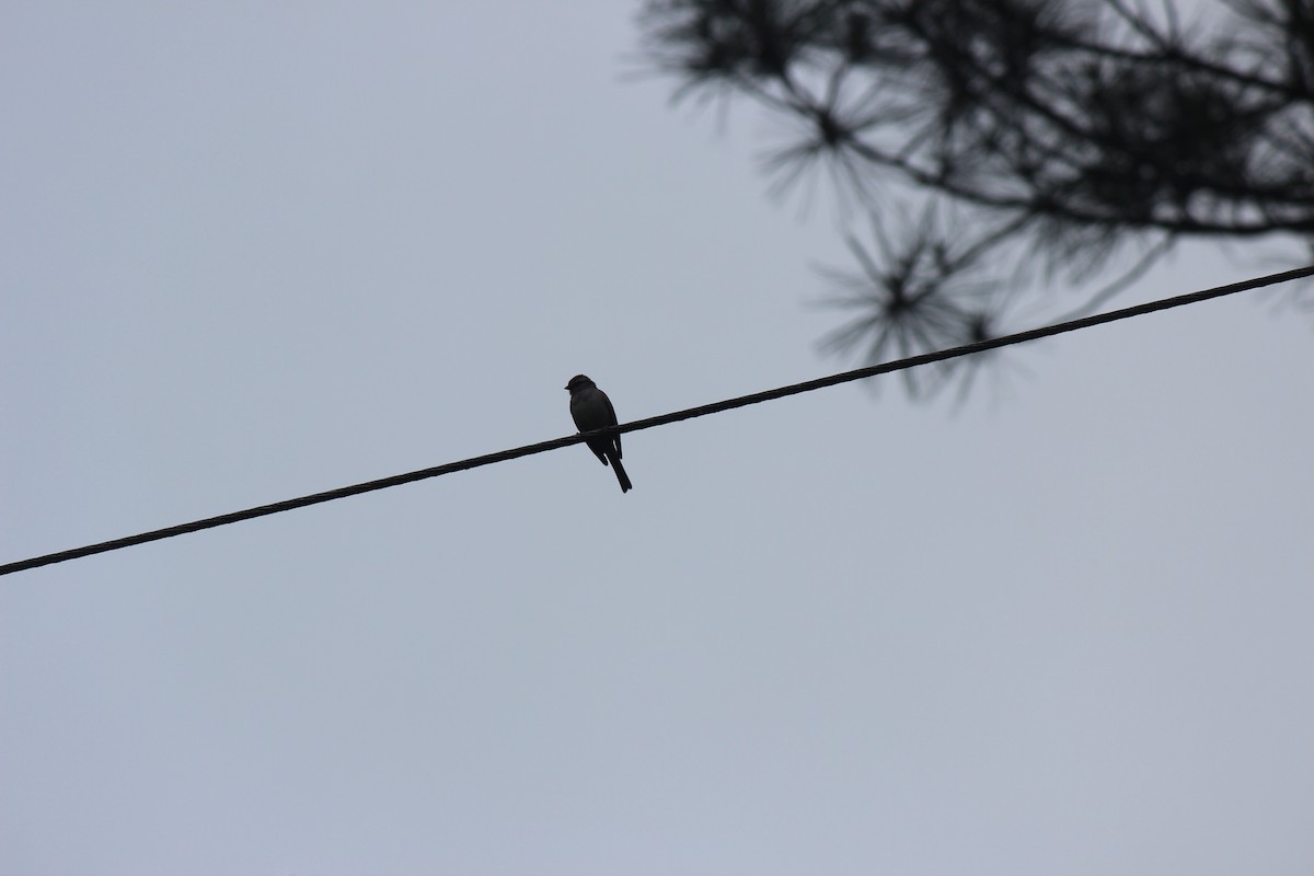 Chipping Sparrow - ML658596843