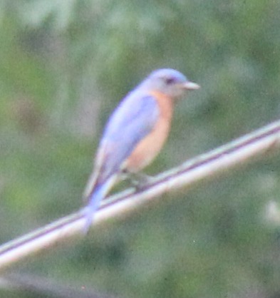 Eastern Bluebird - ML658596904
