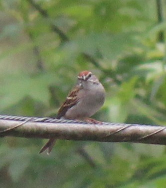 Chipping Sparrow - ML658596918