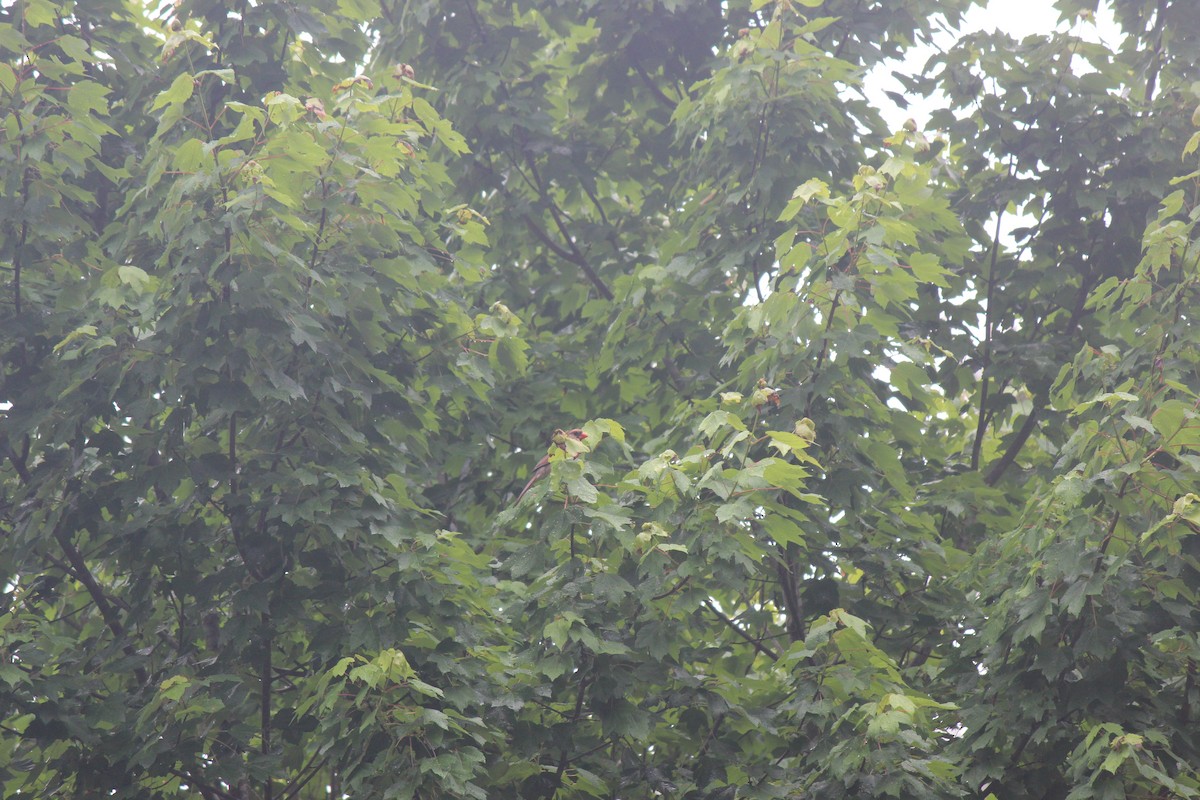 Northern Cardinal - ML658596919