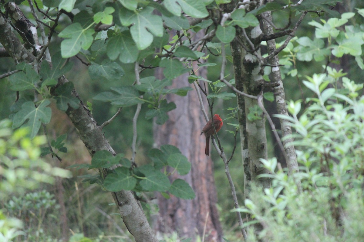Northern Cardinal - ML658596935