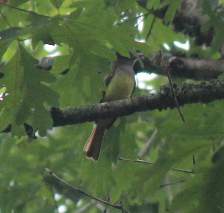 Great Crested Flycatcher - ML658596978