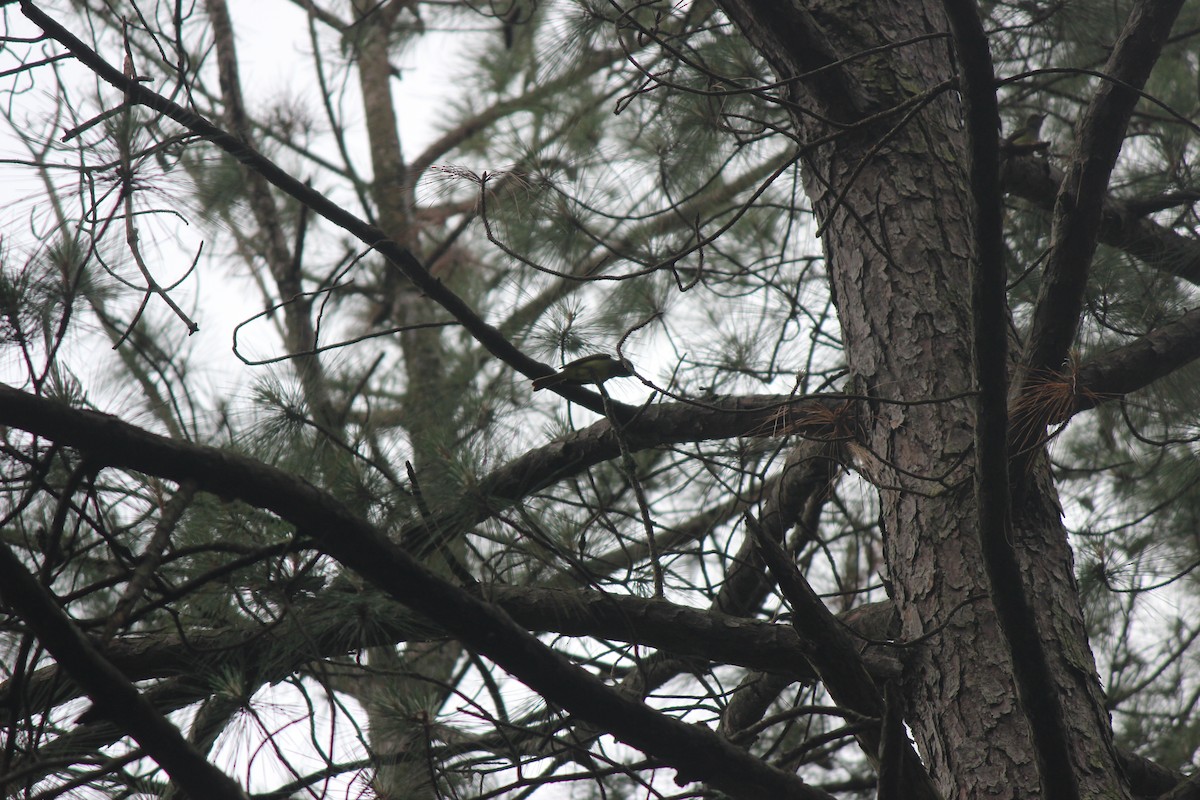 Great Crested Flycatcher - ML658596980