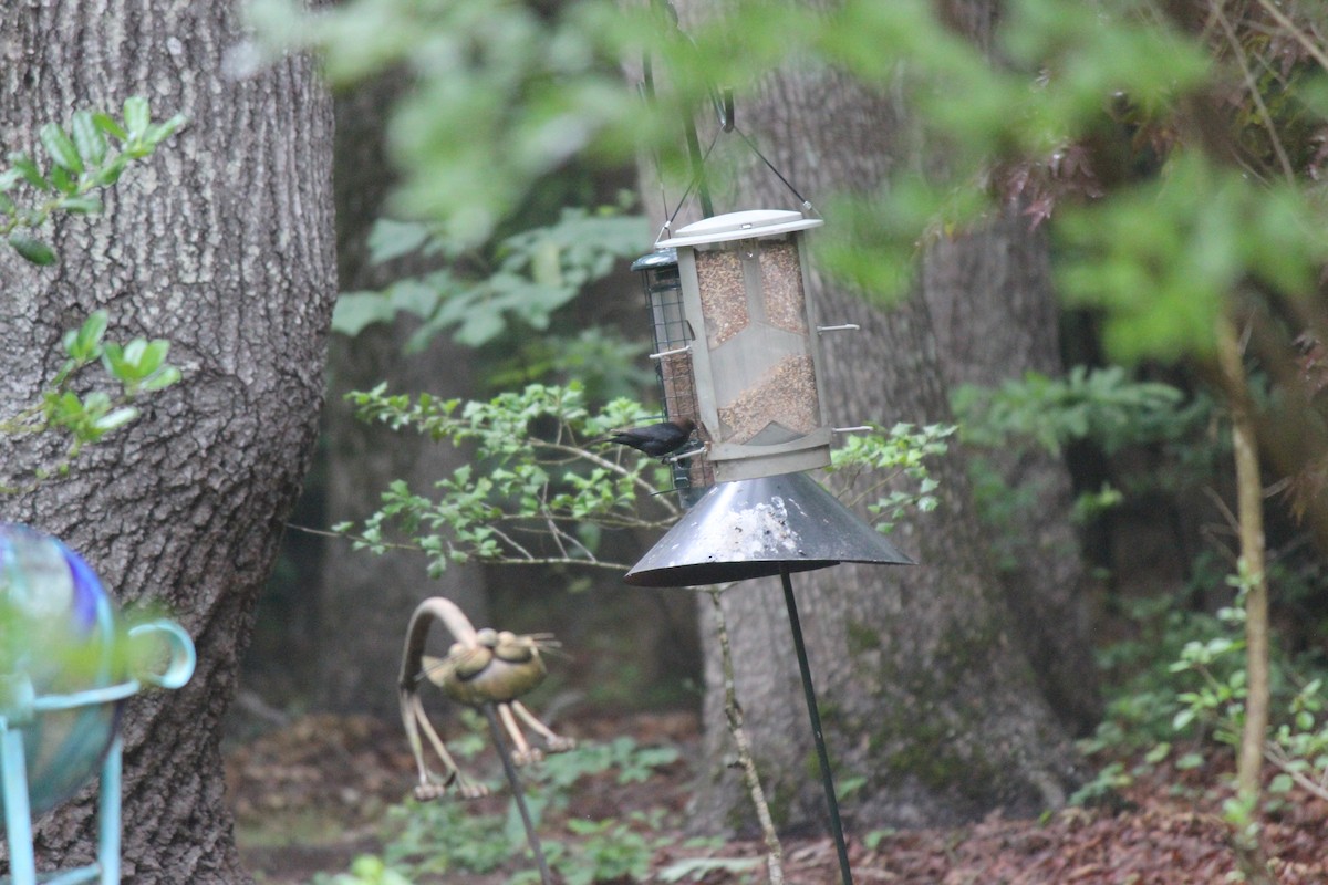 Brown-headed Cowbird - ML658596994
