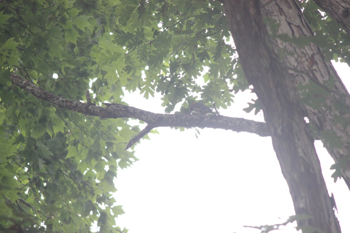 Red-bellied Woodpecker - ML658597002