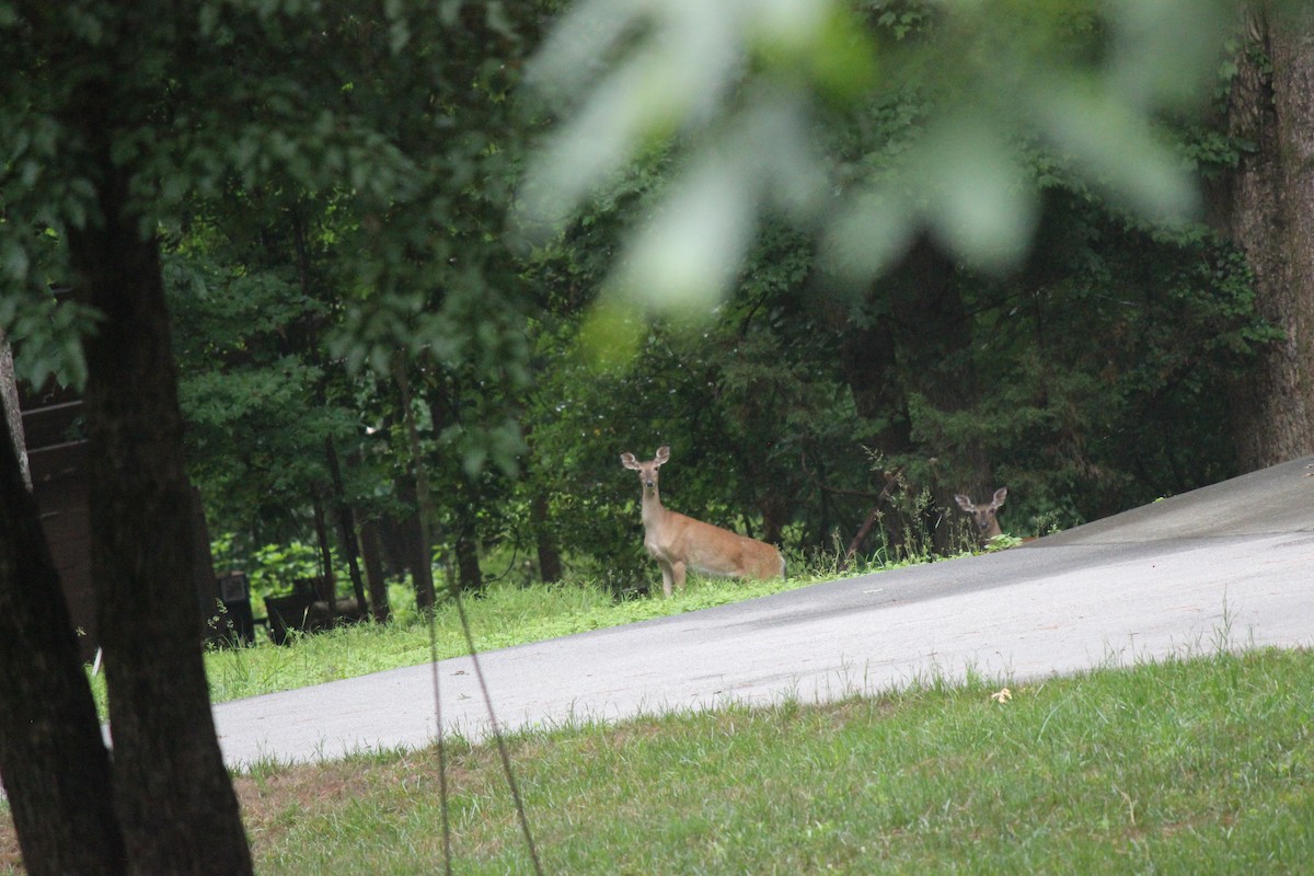 White-tailed Deer - ML658597004