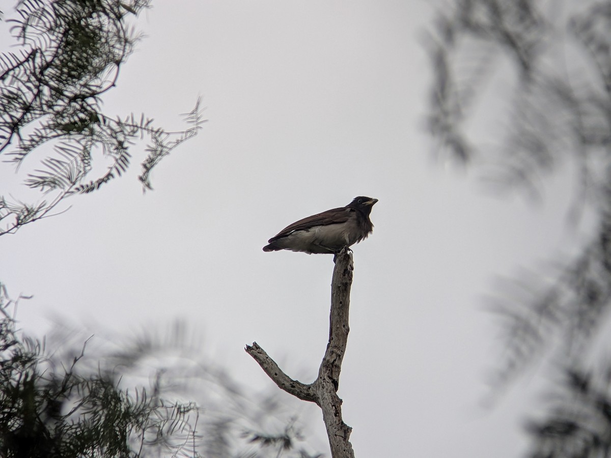 Brown Jay - ML658597278
