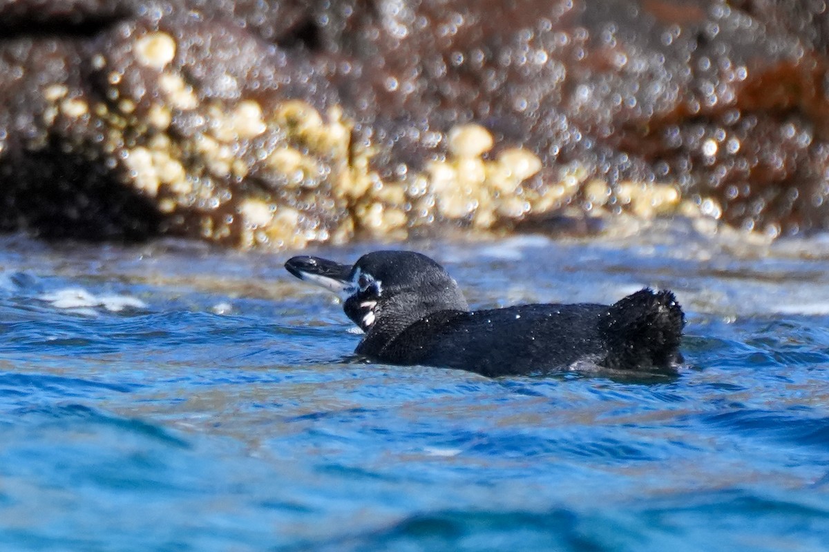 Galapagos Penguin - ML658597614