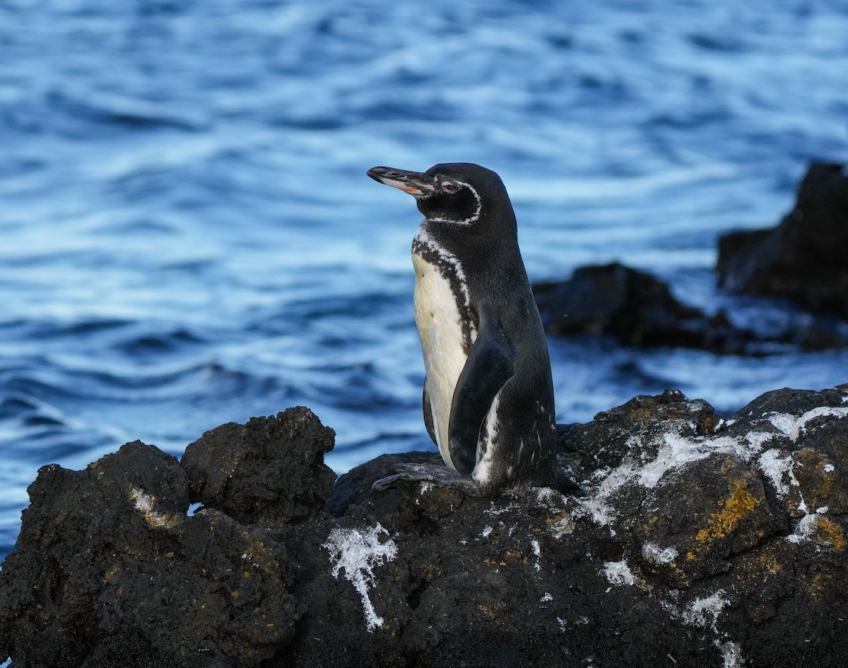 Galapagos Penguin - ML658597615