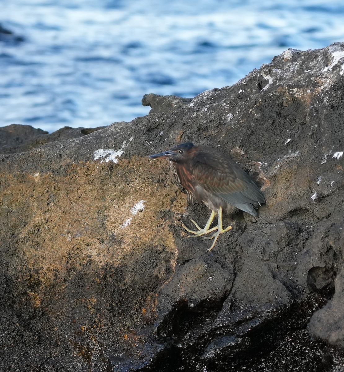 Lava Heron - ML658597646