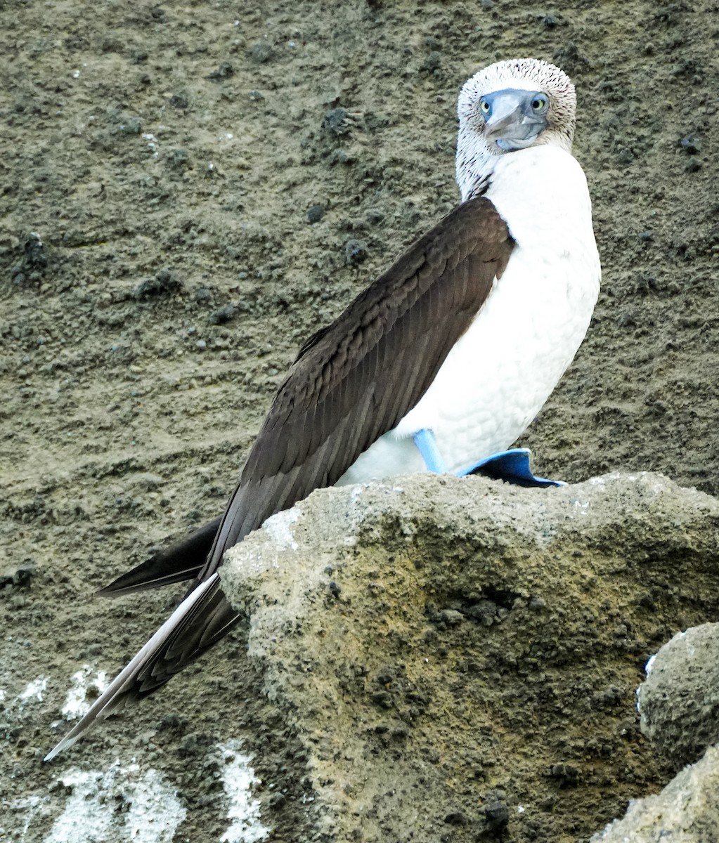 Blue-footed Booby - ML658597668