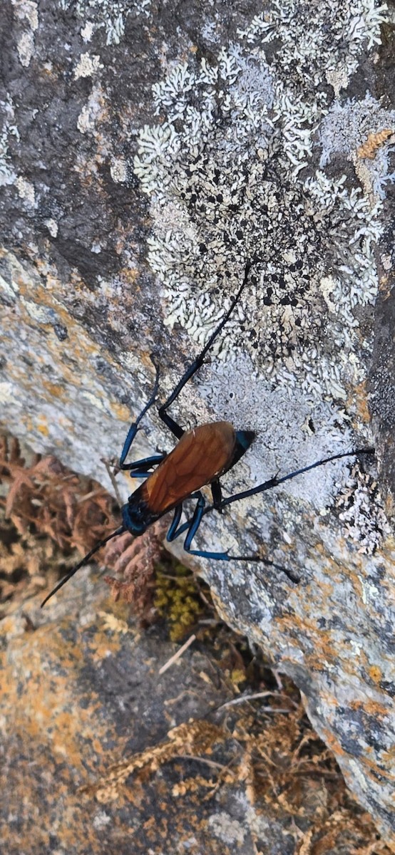 New World Tarantula-hawk Wasps - ML658598067