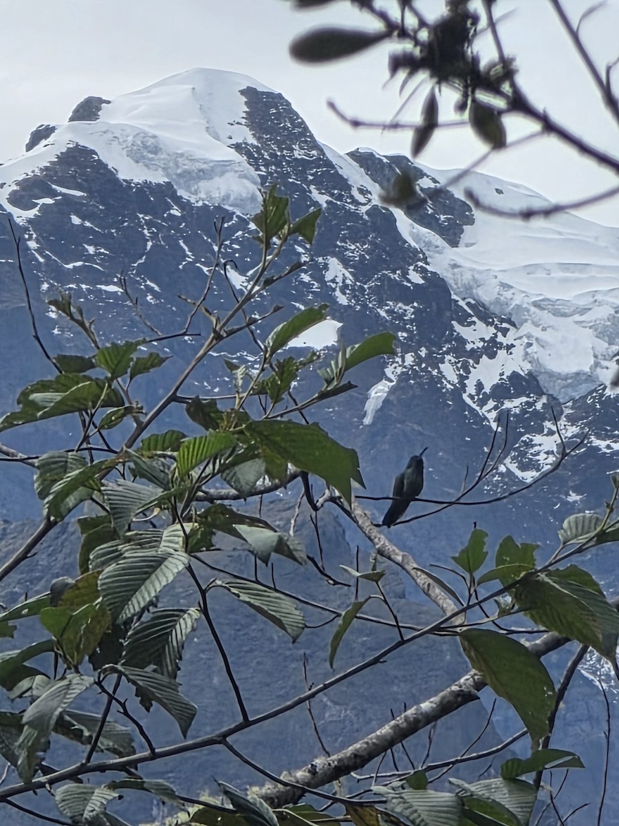 Lesser Violetear - ML658598479