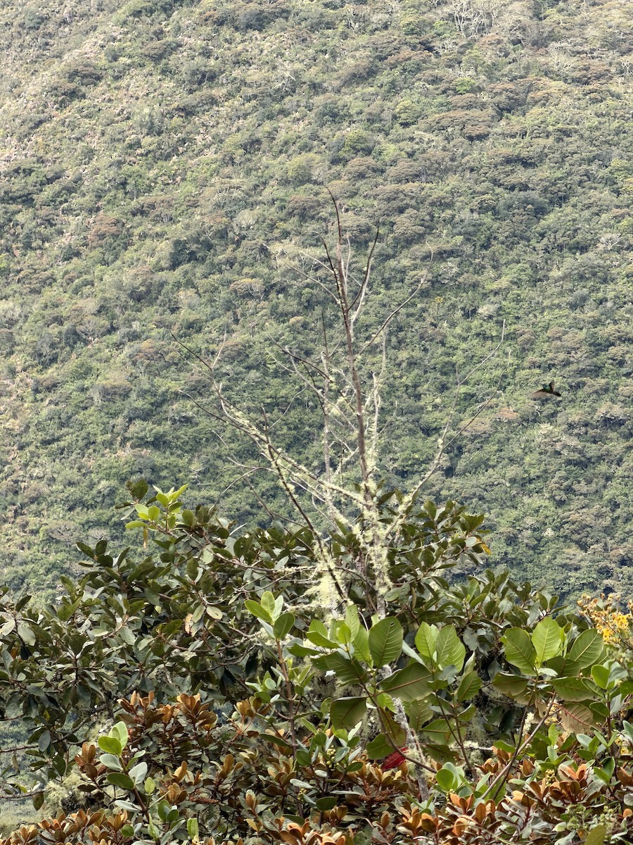 Lesser Violetear - ML658598480
