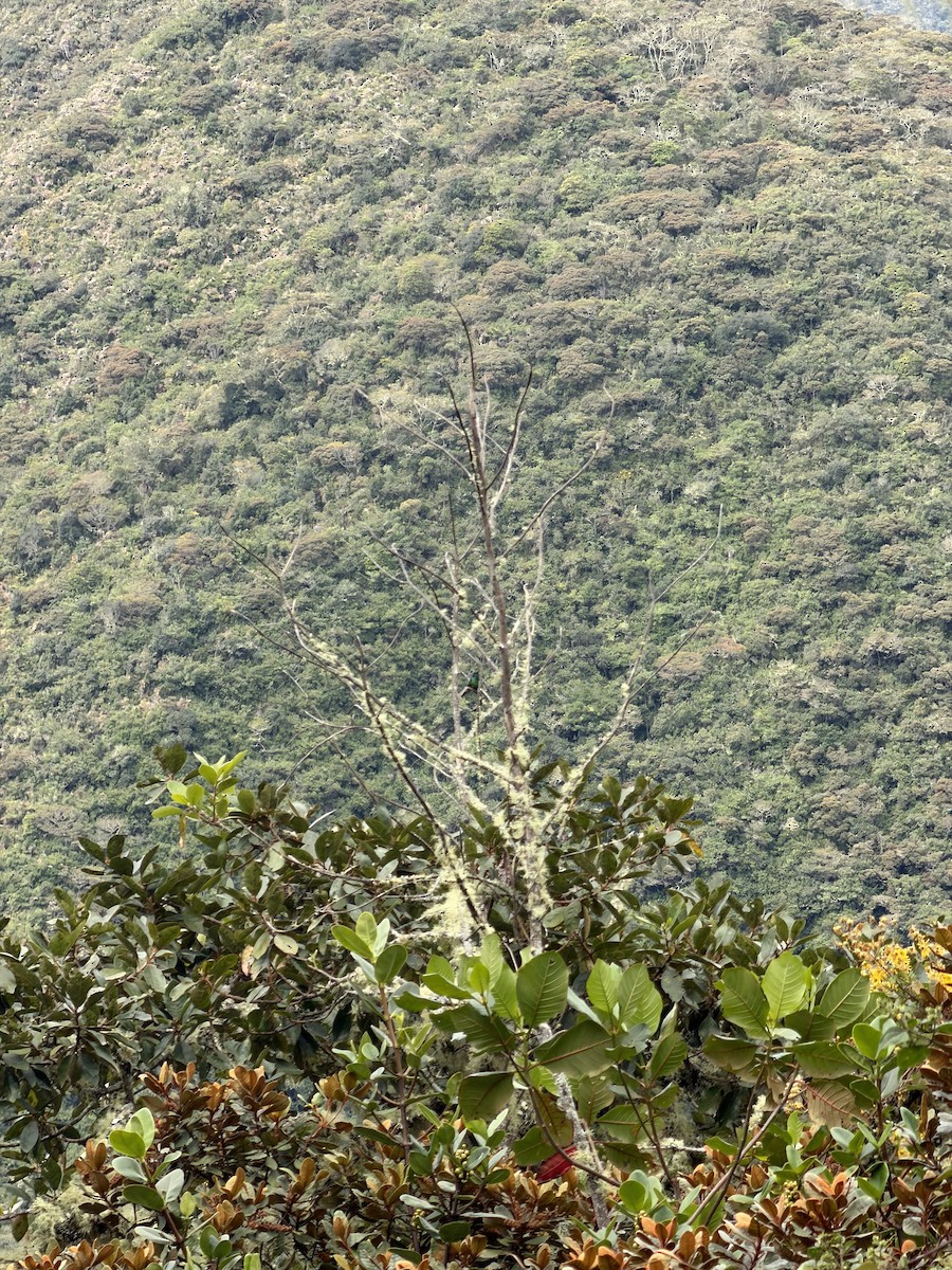 Lesser Violetear - ML658598481