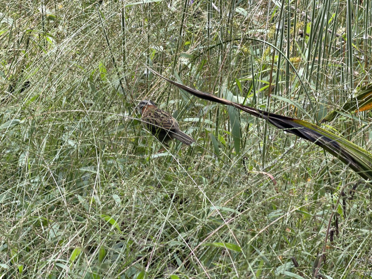 Rufous-collared Sparrow - ML658598644