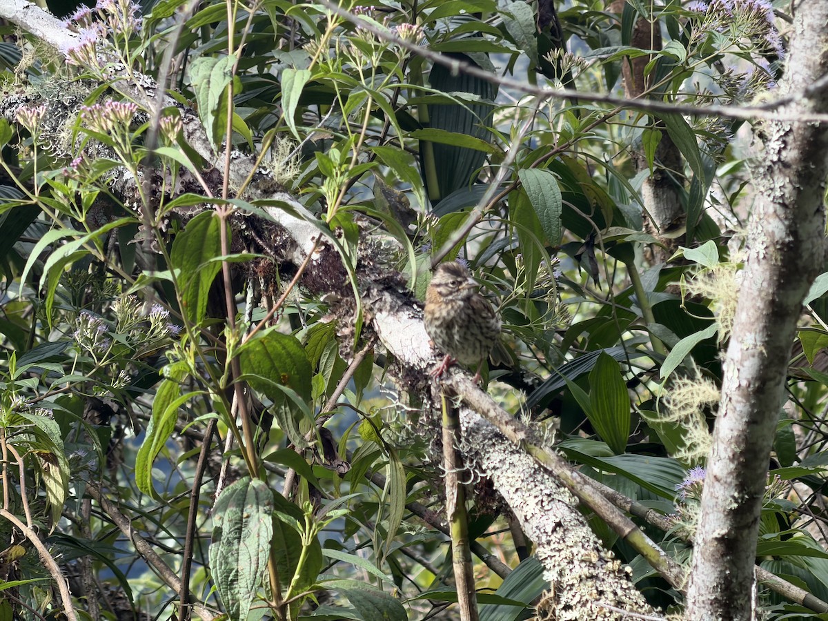 Rufous-collared Sparrow - ML658598645
