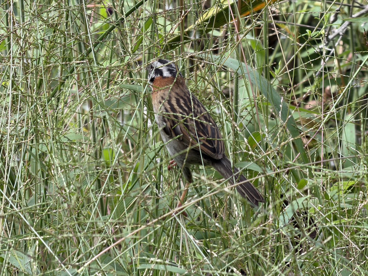Rufous-collared Sparrow - ML658598646