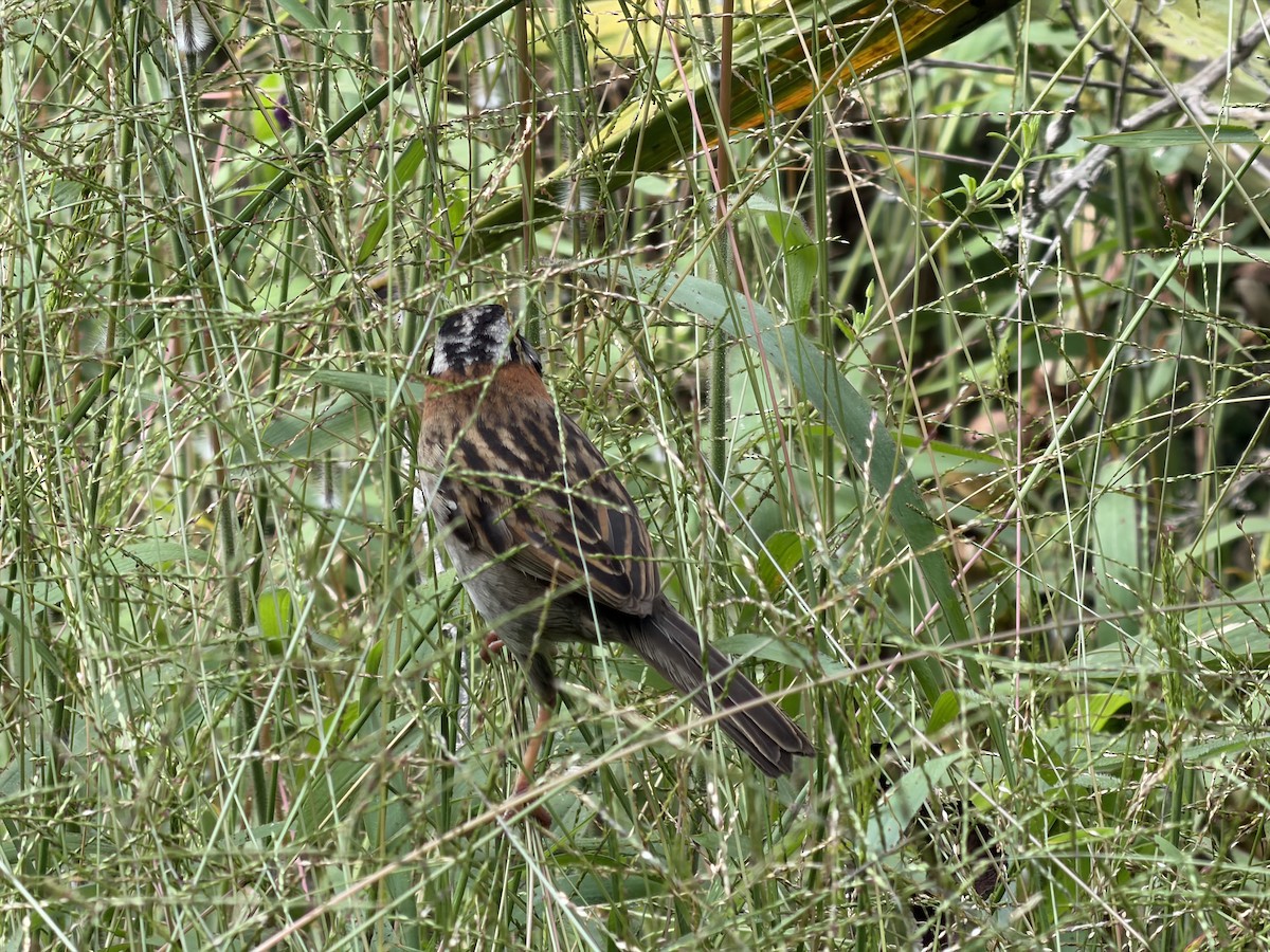 Rufous-collared Sparrow - ML658598647