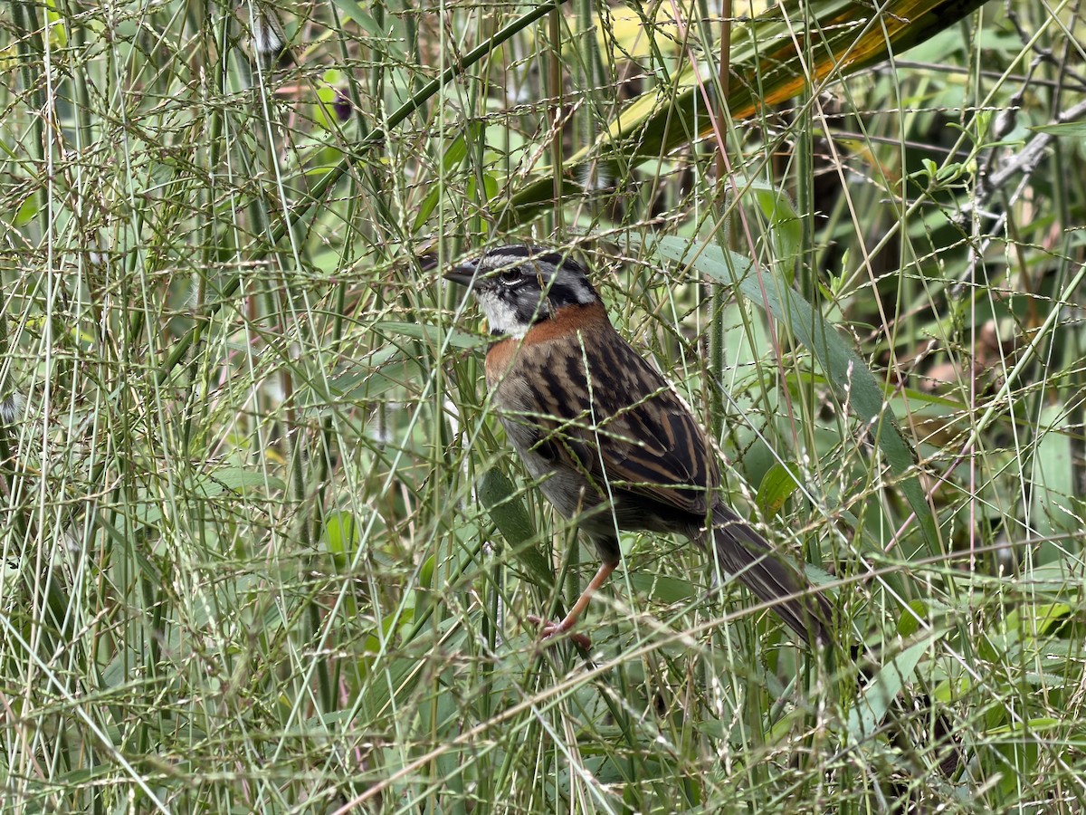 Rufous-collared Sparrow - ML658598649