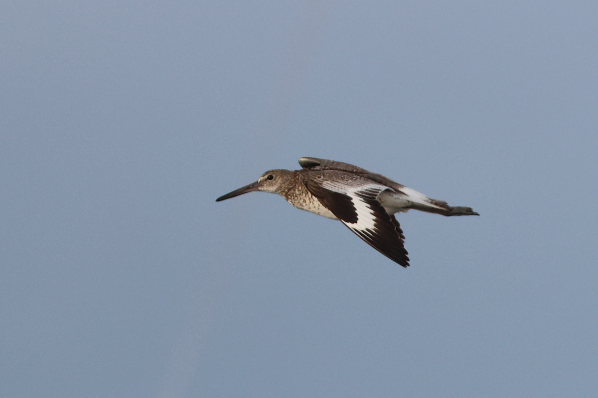 Willet (Eastern) - ML658598719