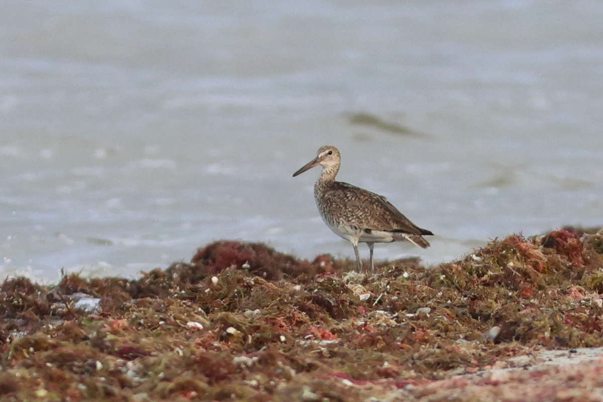 Willet (Eastern) - ML658598720