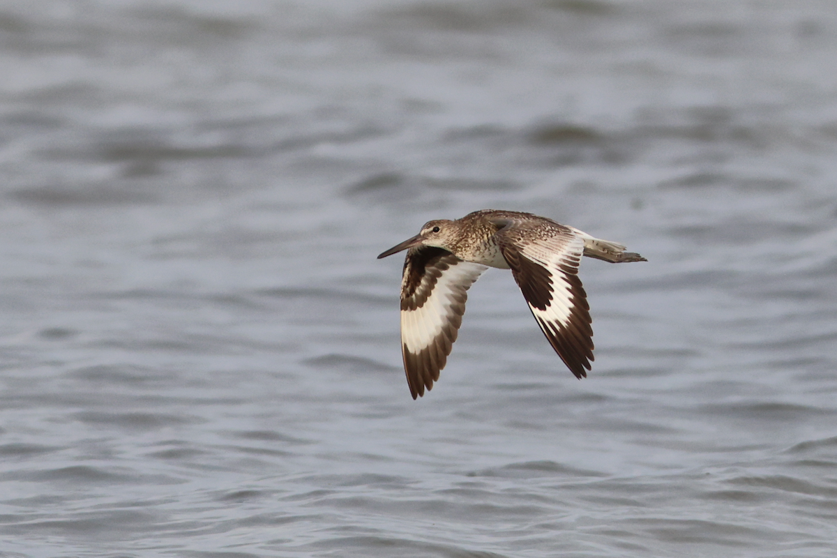 Willet (Eastern) - ML658598721