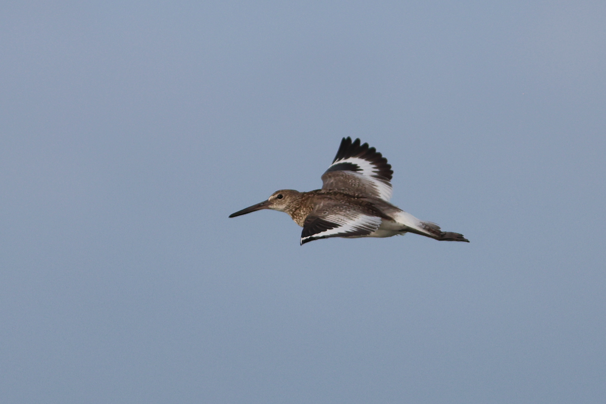 Willet (Eastern) - ML658598722