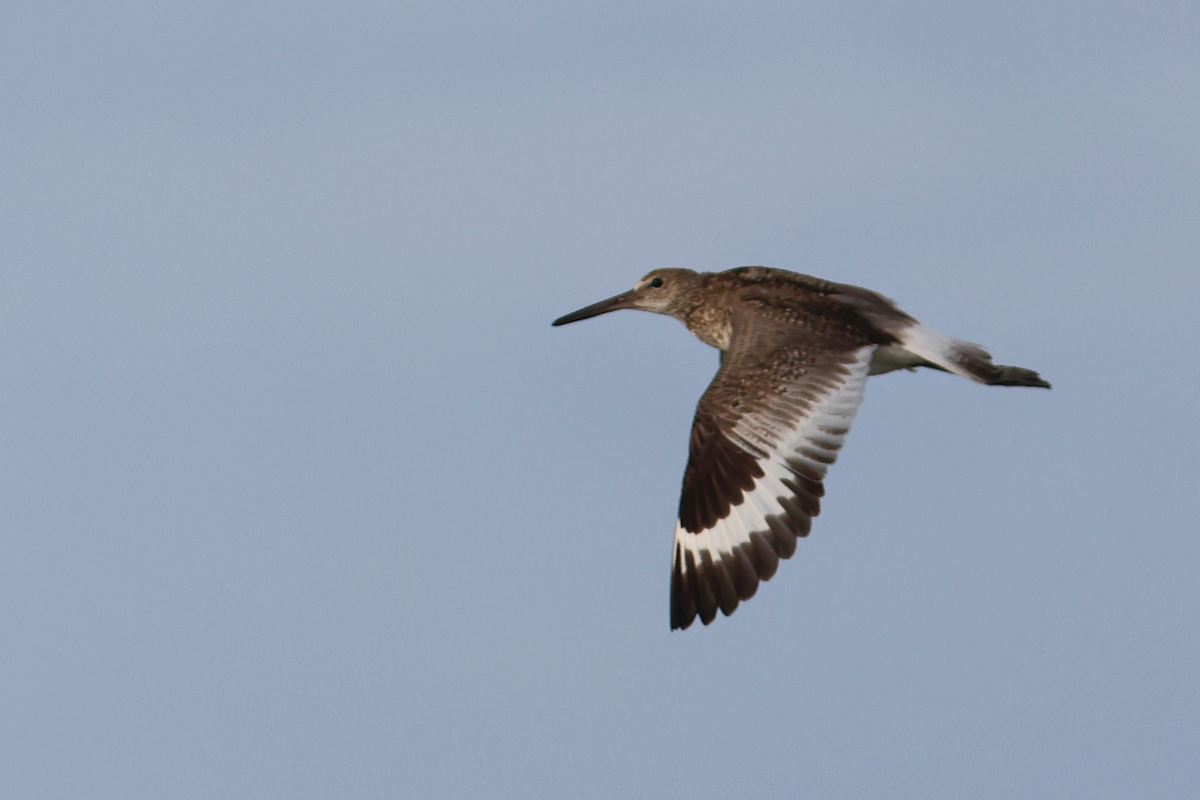 Willet (Eastern) - ML658598723