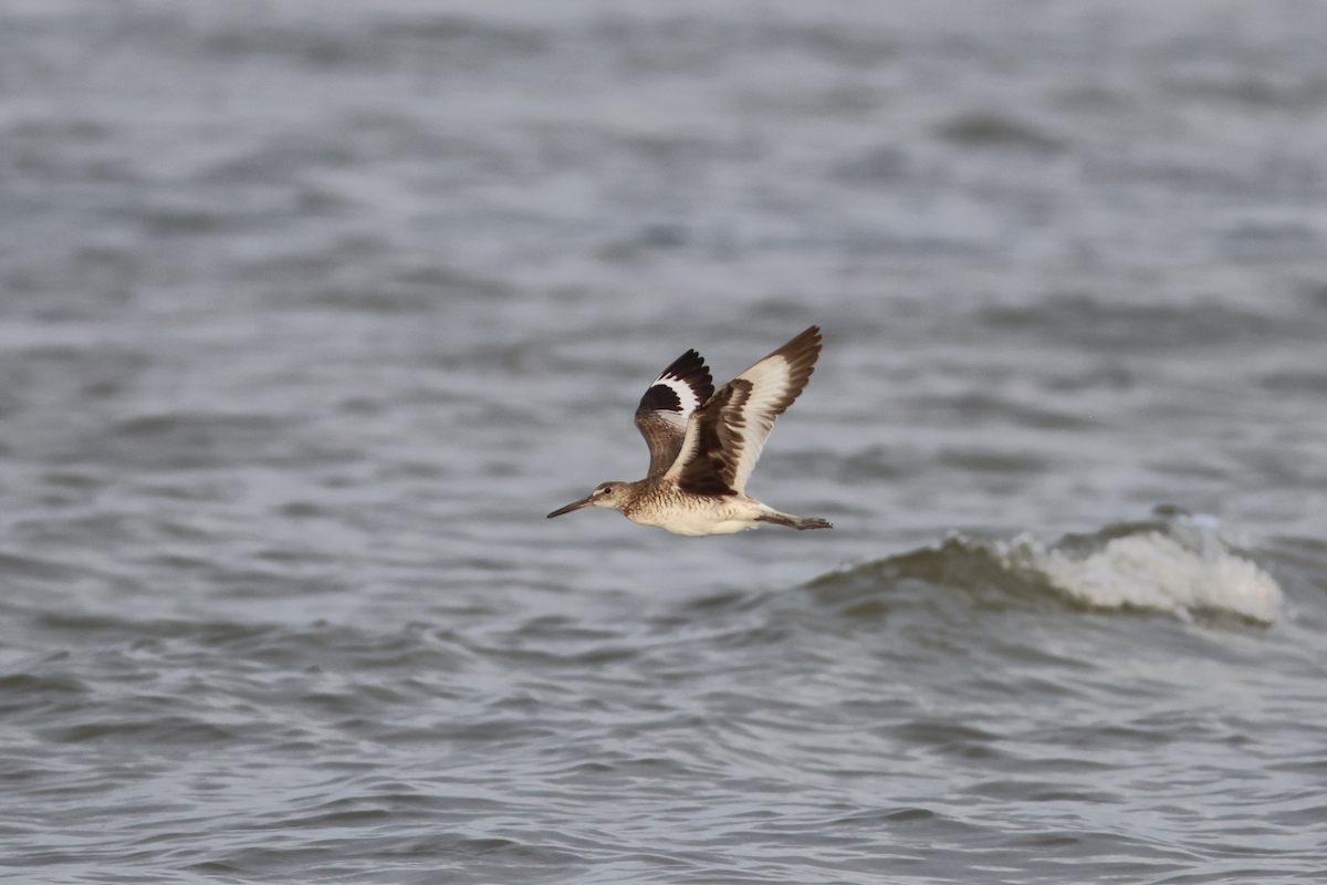 Willet (Eastern) - ML658598724