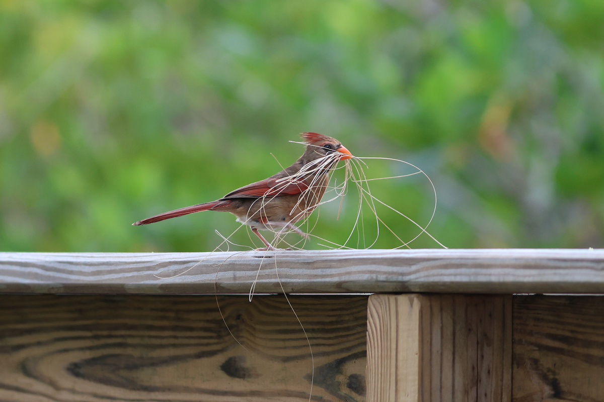 Northern Cardinal - ML658598728
