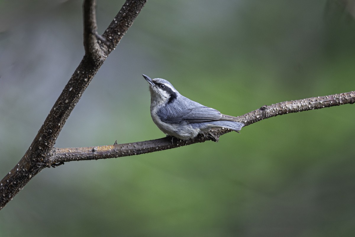 Yunnan Nuthatch - ML658599249