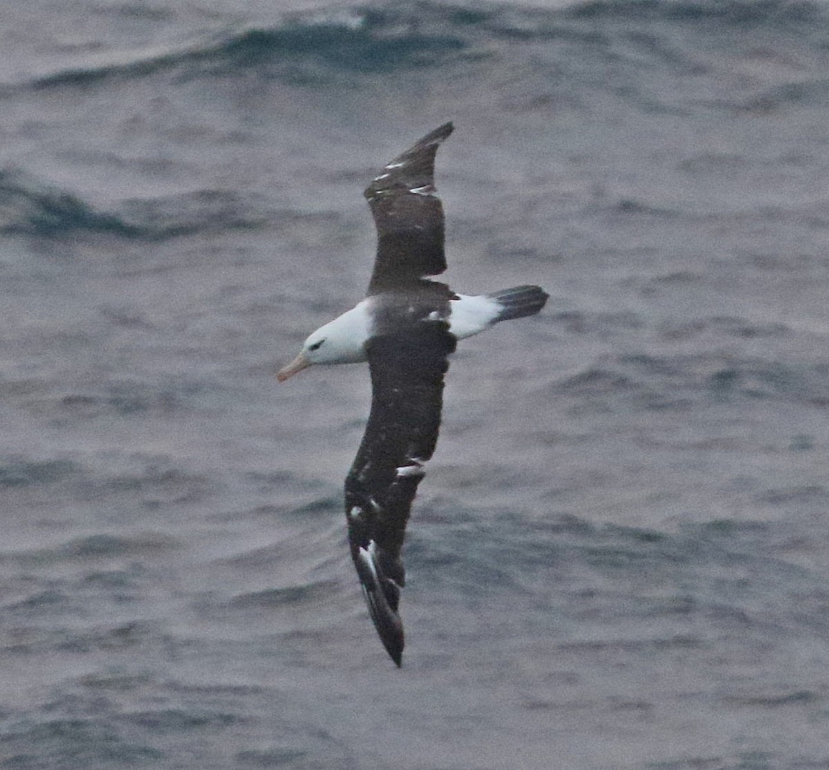 Black-browed Albatross - ML658599419