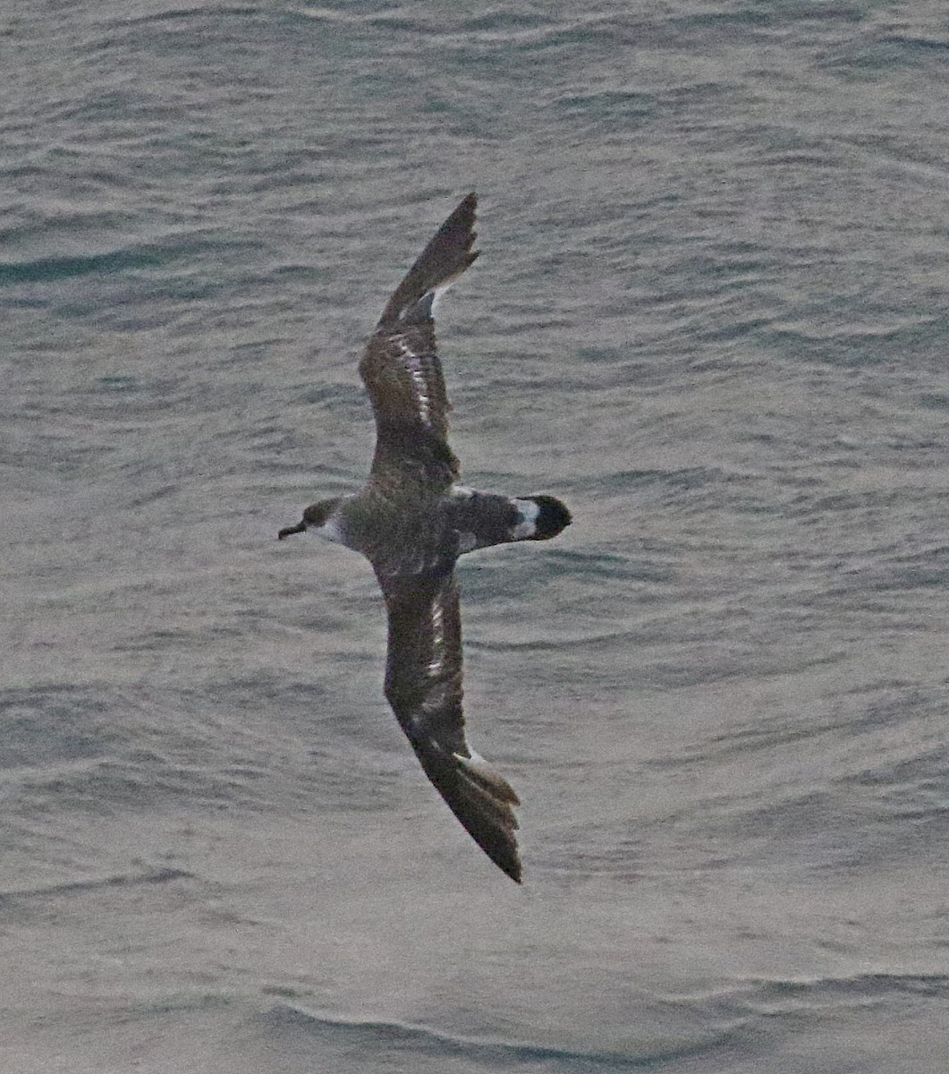 Great Shearwater - ML658599435