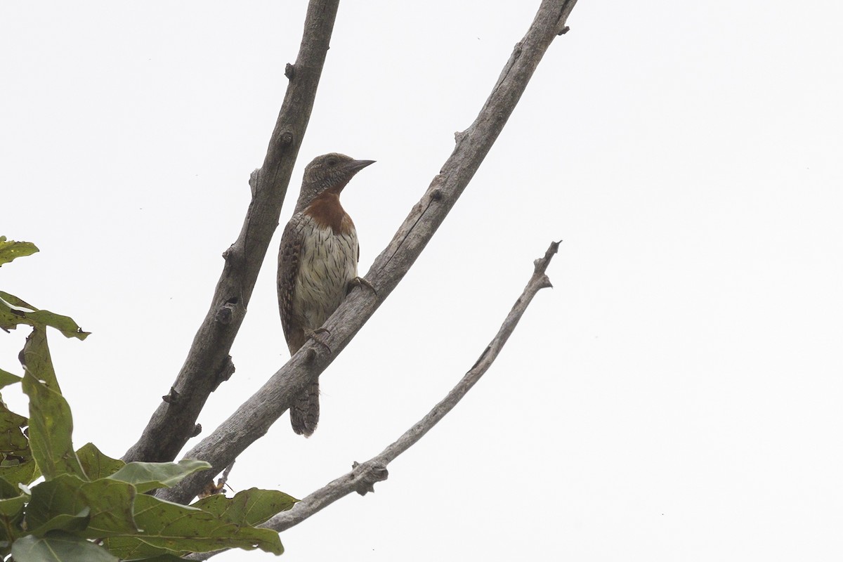 Red-throated Wryneck - ML658600061