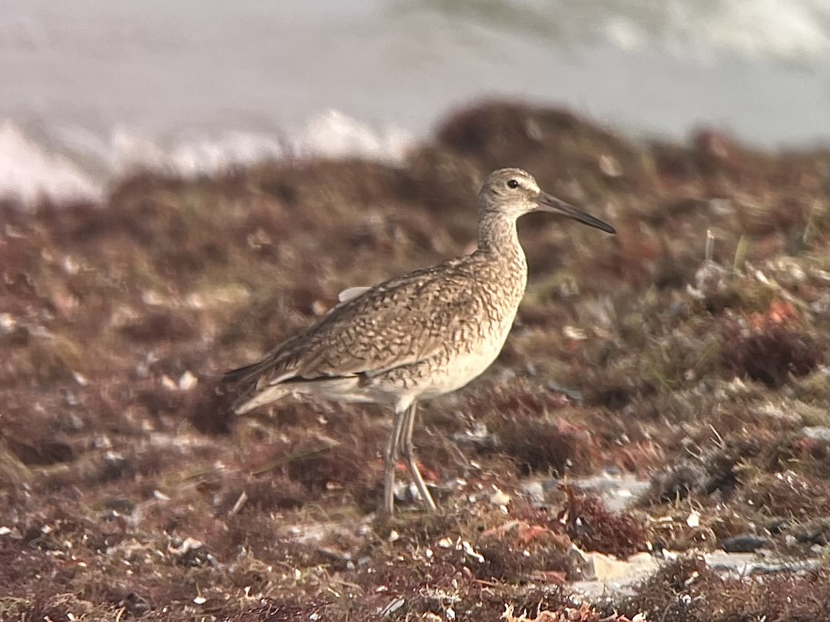 Willet (Eastern) - ML658601492