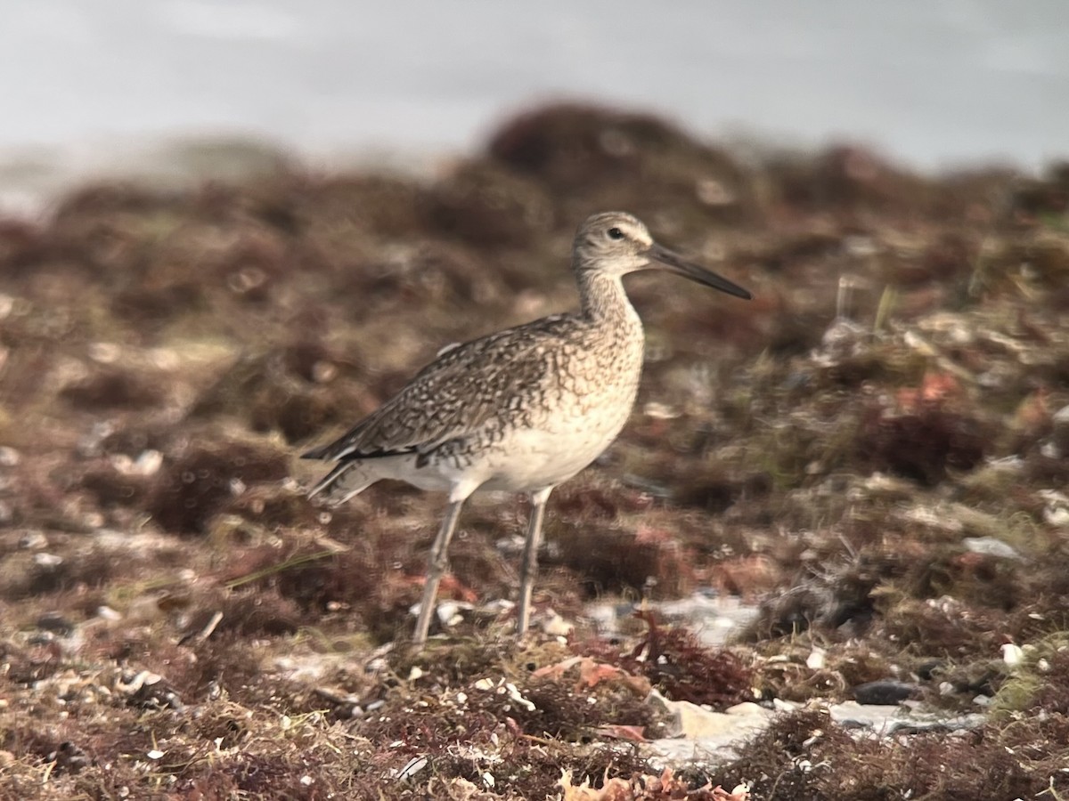 Willet (Eastern) - ML658601493