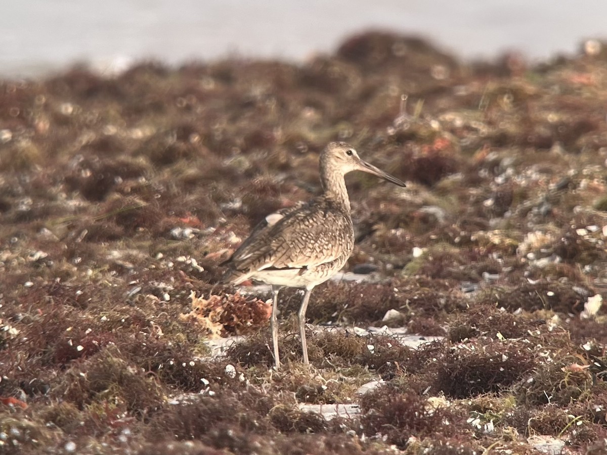 Willet (Eastern) - ML658601494