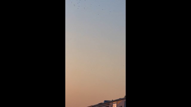 סנונית אמריקנית - ML658605501