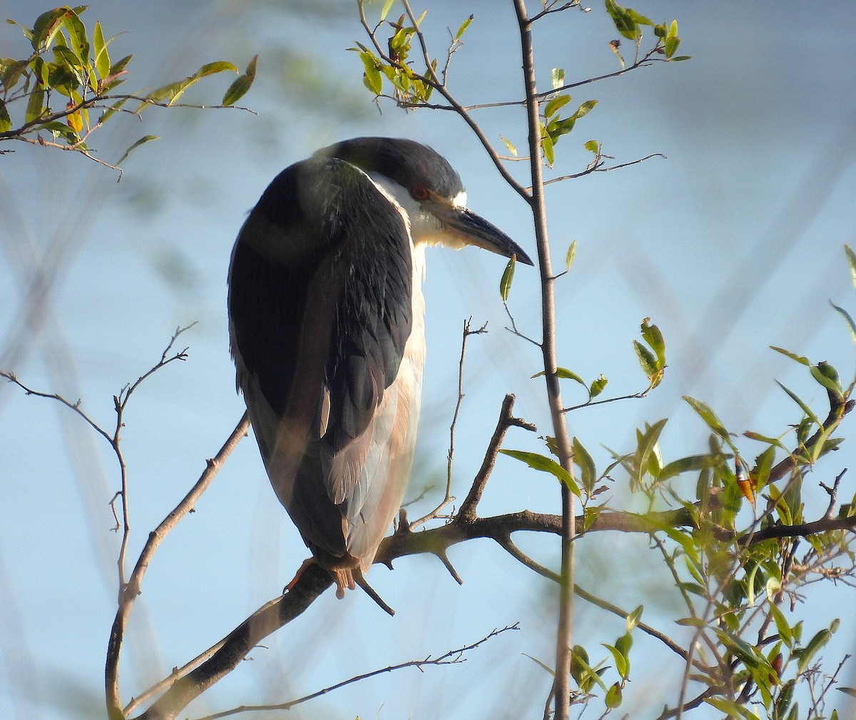 Black-crowned Night Heron - ML658606896