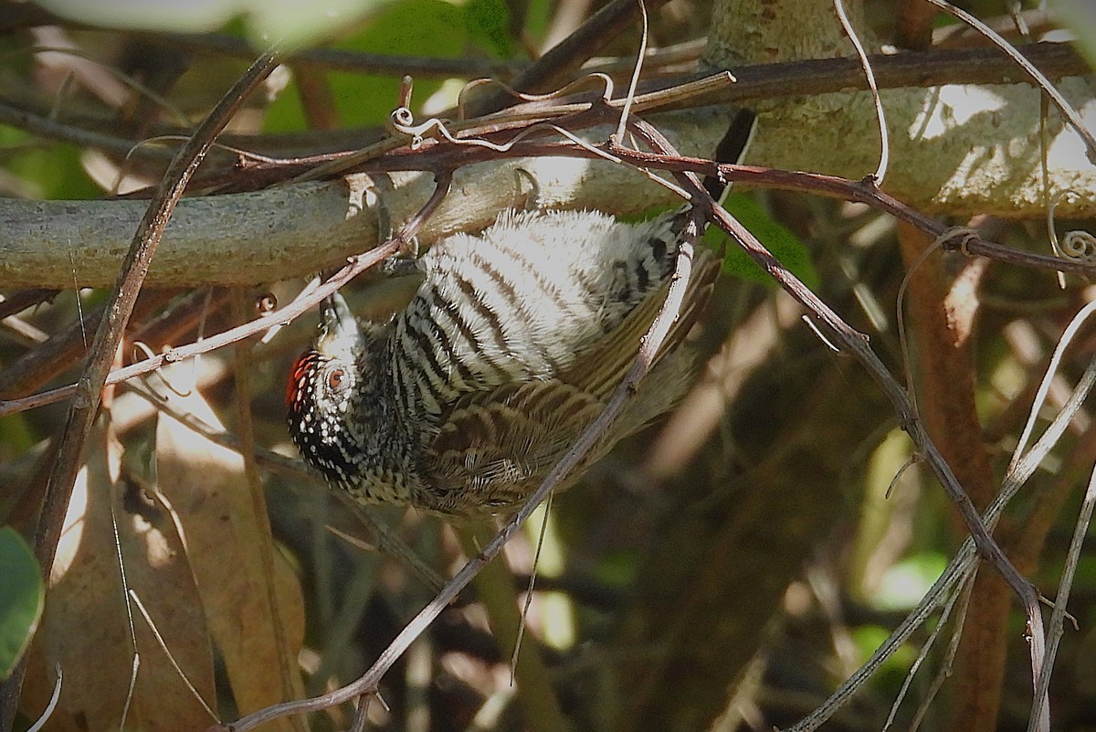 White-barred Piculet - ML658606915