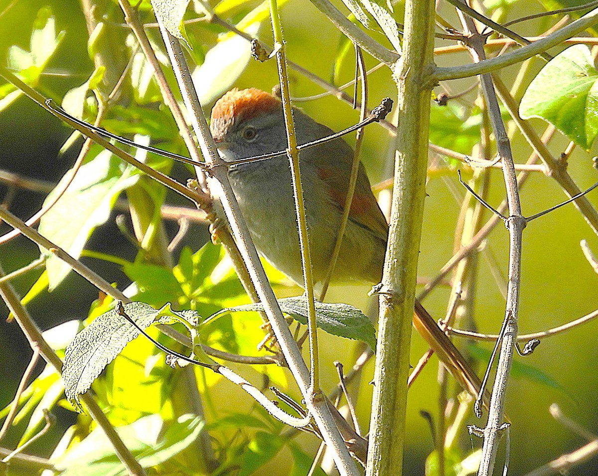 Sooty-fronted Spinetail - ML658606938