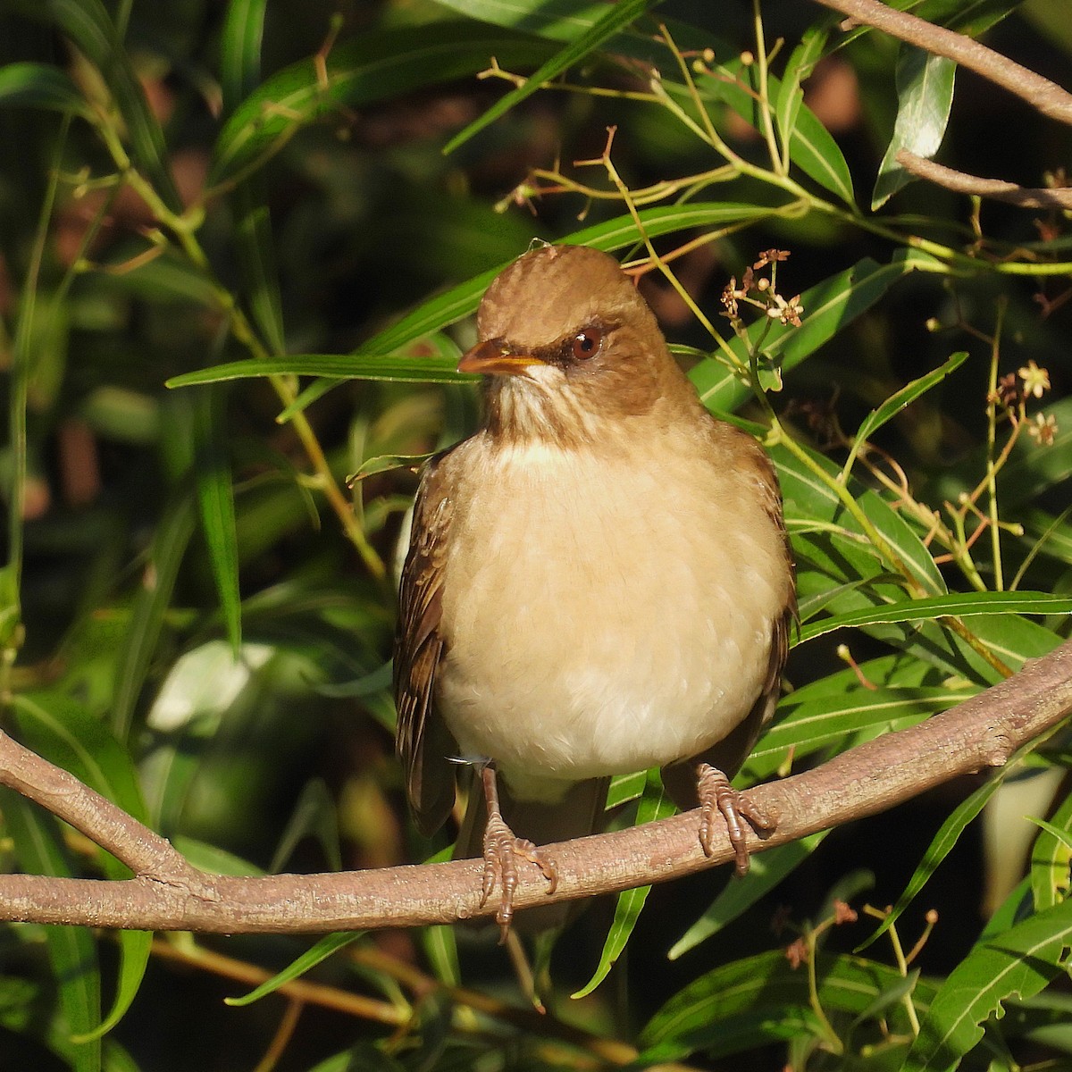 Creamy-bellied Thrush - ML658606998