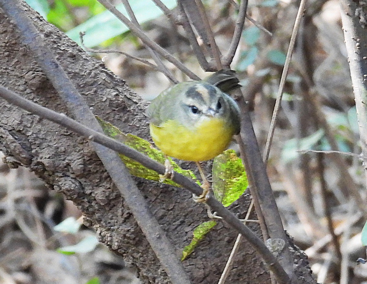 Golden-crowned Warbler - ML658607064