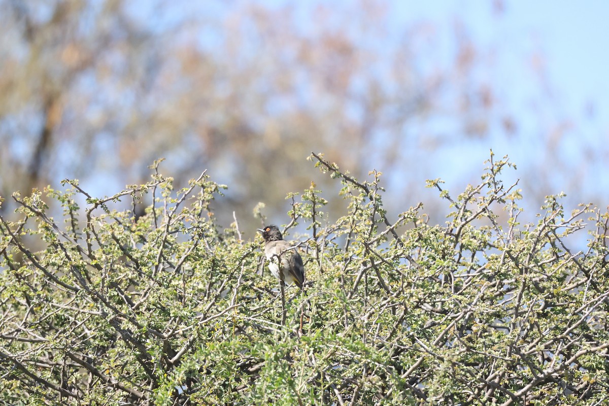 Black-fronted Bulbul - ML658608836