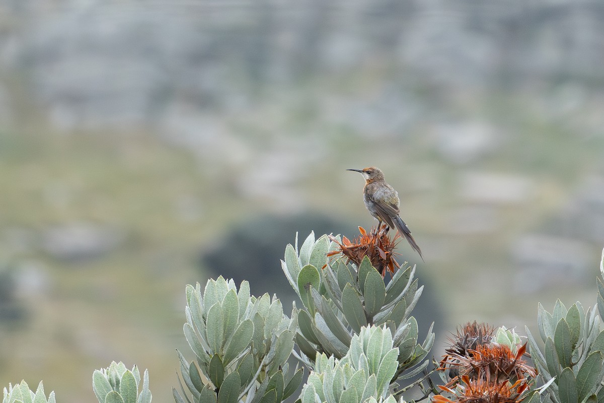 Gurney's Sugarbird - ML658611477