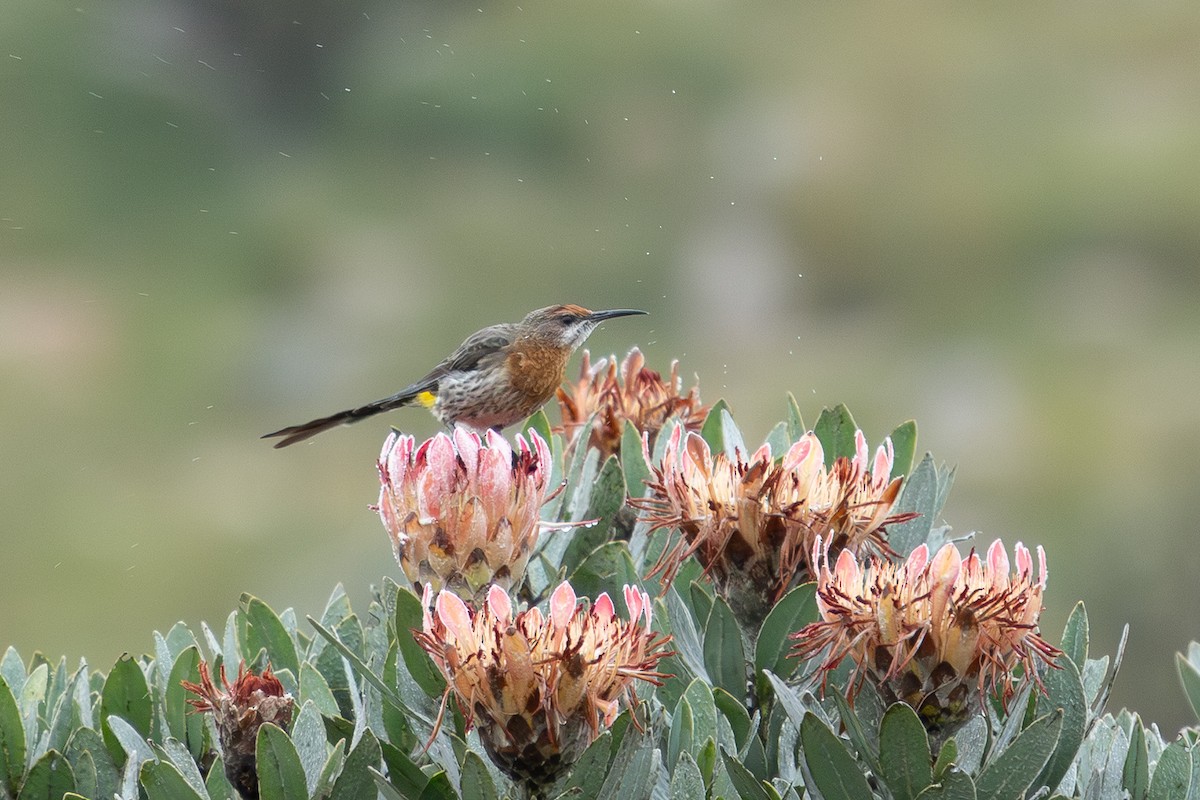 Gurney's Sugarbird - ML658611584