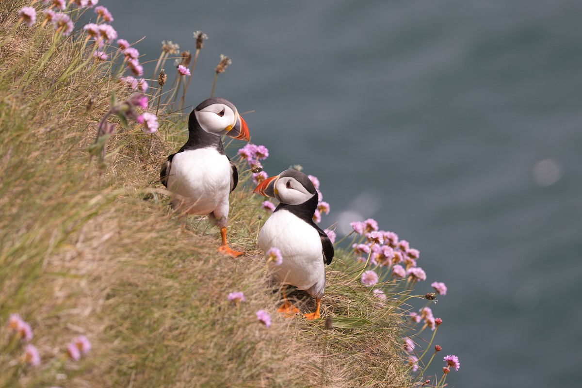 Atlantic Puffin - ML658611782